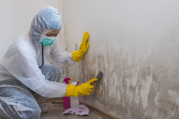 Mold Odor Removal Services in Parma, OH