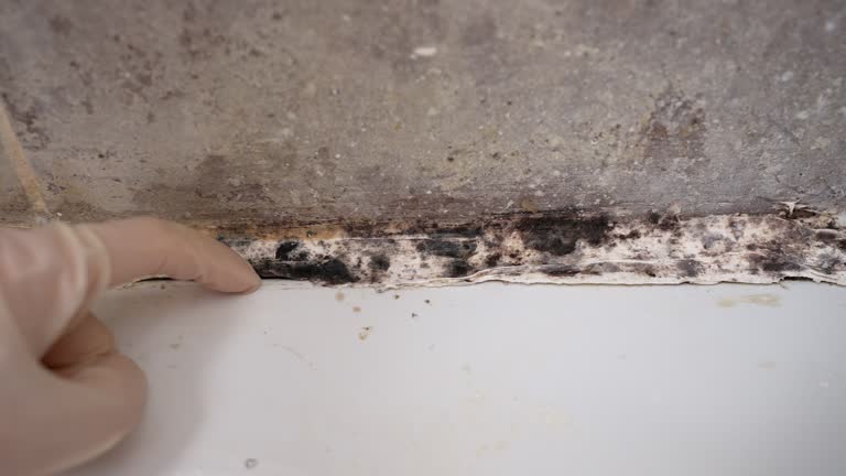 Best HVAC Mold Inspection and Cleaning  in Parma, OH